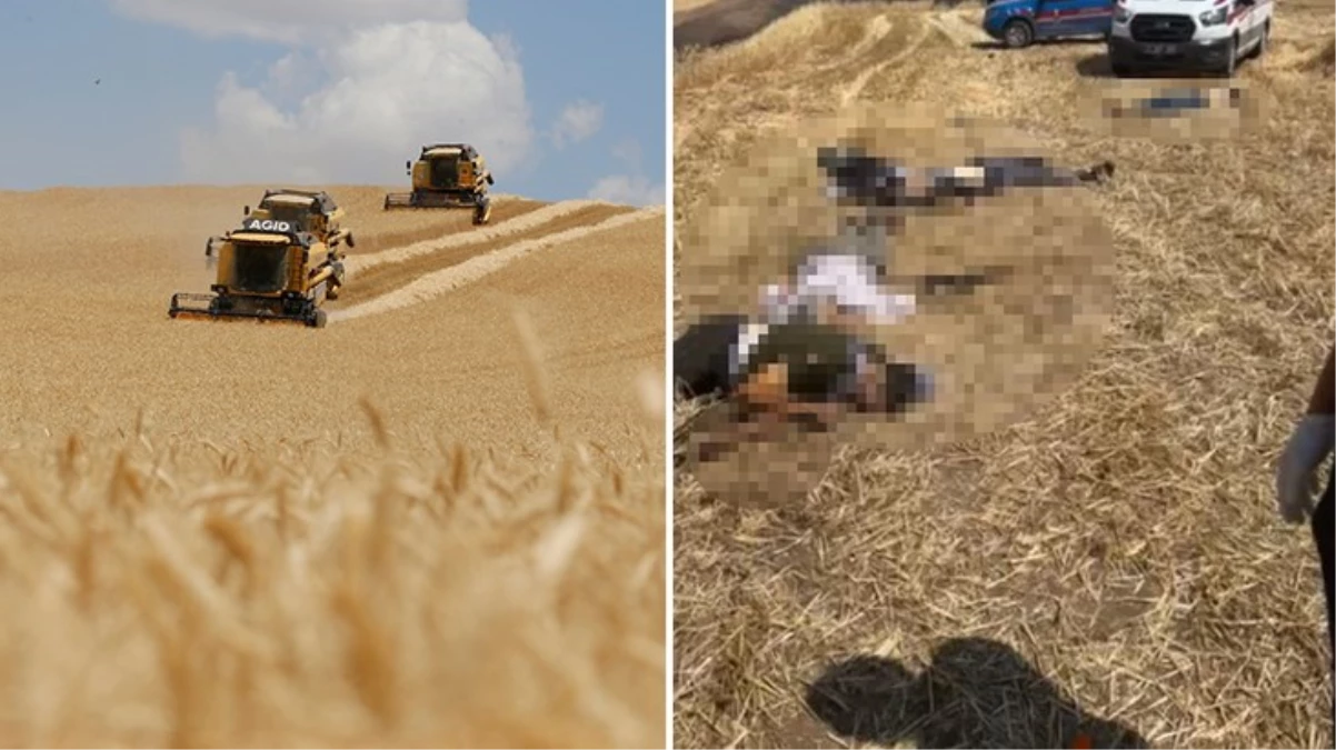 Diyarbakır’da 9 kişinin ölümüne neden olan tarlada hasat, barış heyeti gözetiminde başladı