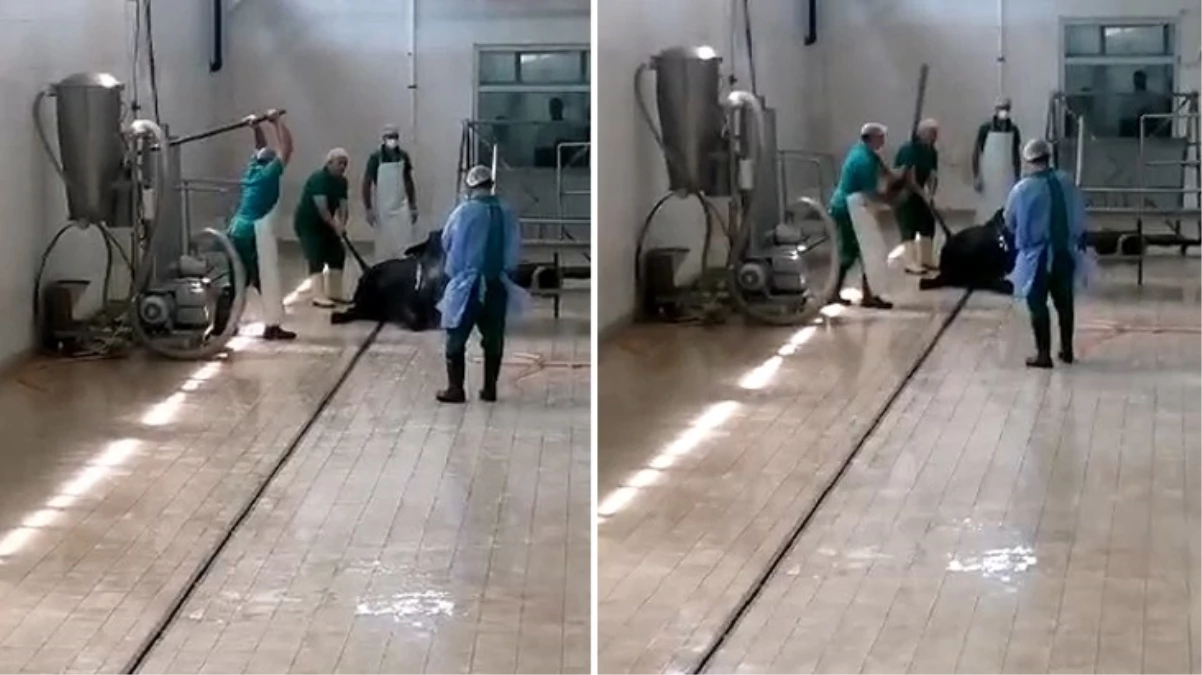 Et ve Süt Kurumu’nda büyükbaş hayvana işkence! Sorumluların işine son verildi