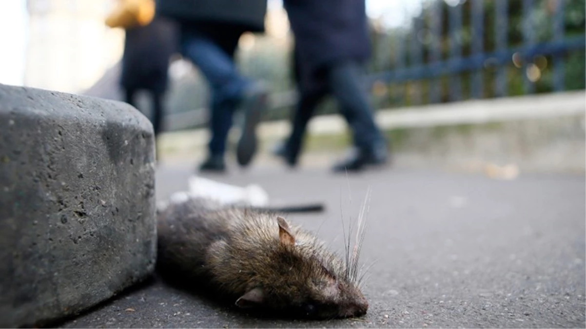 Paris’te fareler caddelere çıktı, belediye başkanı çareyi komite kurmakta buldu
