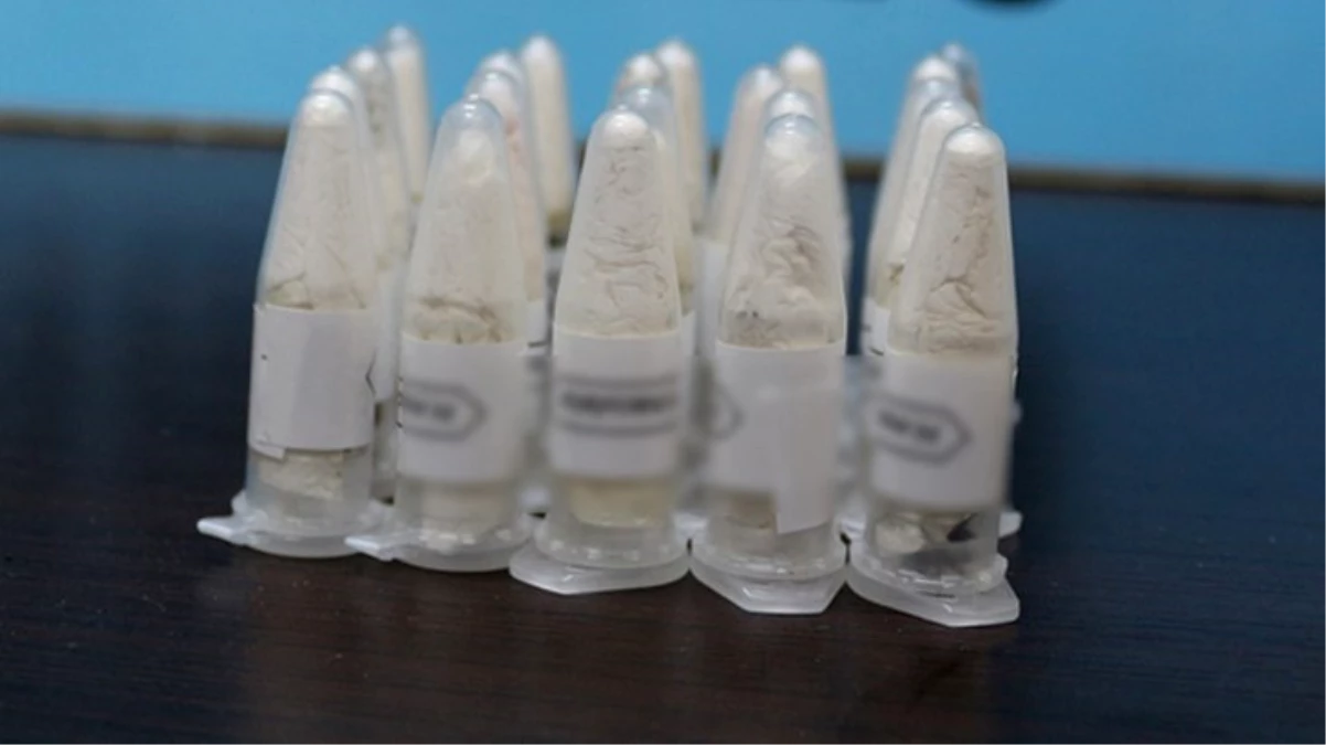 Polonya’dan Marmaris’e gönderilen kargo paketinde 76 adet tarantula ele geçirildi