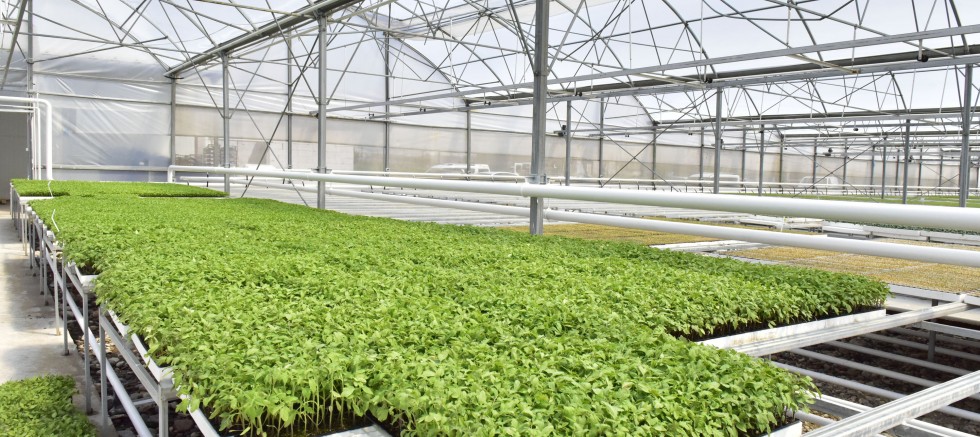 ANKARA BÜYÜKŞEHİR BELEDİYESİNİN BEYPAZARI SERALARINDA ÜRETİM TAM GAZ – GÜNDEM – İnternetin Ajansı