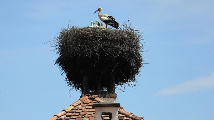 Letonya’da leylek yuvasını yıktı! Cezası belli oldu