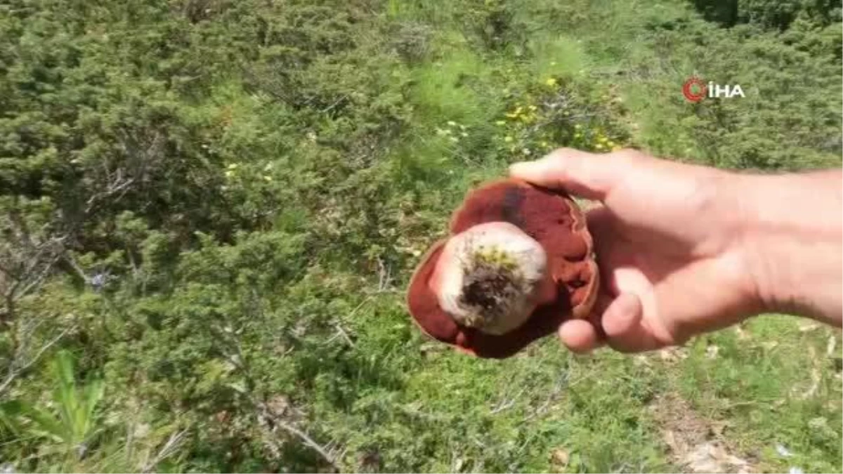 Mantar ararken tesadüfen buldular! Tek ısırığıyla 100 kişiyi öldürebiliyor