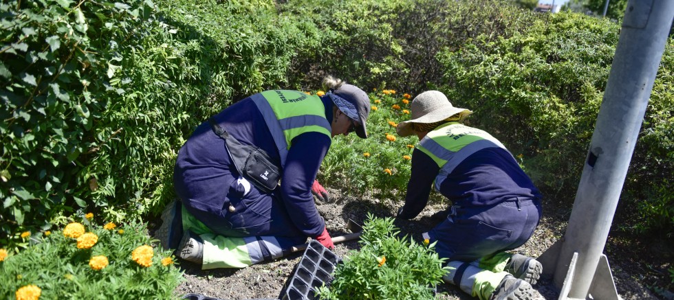 BAŞKENT YAZ ÇİÇEKLERİYLE RENKLENİYOR – GÜNDEM – İnternetin Ajansı
