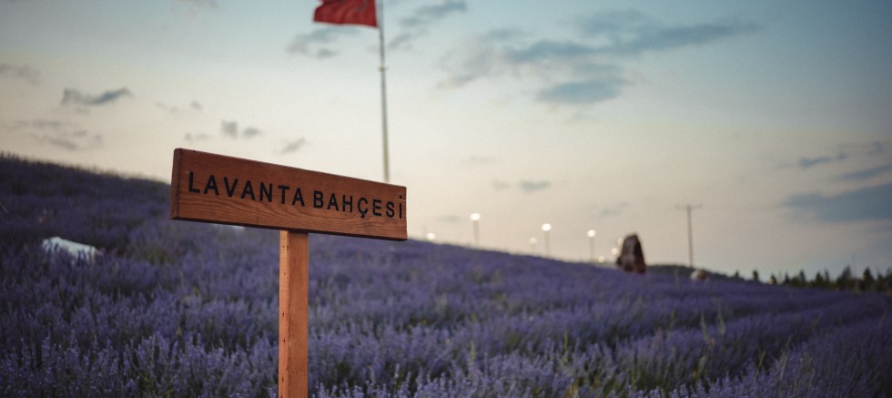 BAŞKENTİN VİZYON PROJESİ BAKAP’TA LAVANTA BAHÇESİ ZİYARETE AÇILDI – GÜNDEM – İnternetin Ajansı