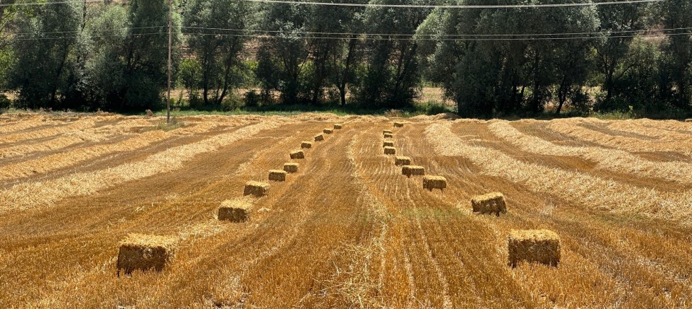 Buğday hasadından kalan saman, hayvanlara yem olacak – GÜNDEM – İnternetin Ajansı