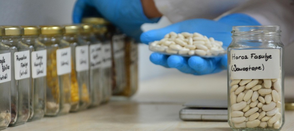 Büyükşehir Belediyesi, ata tohumlarına sahip çıkıyor – SAĞLIK – İnternetin Ajansı