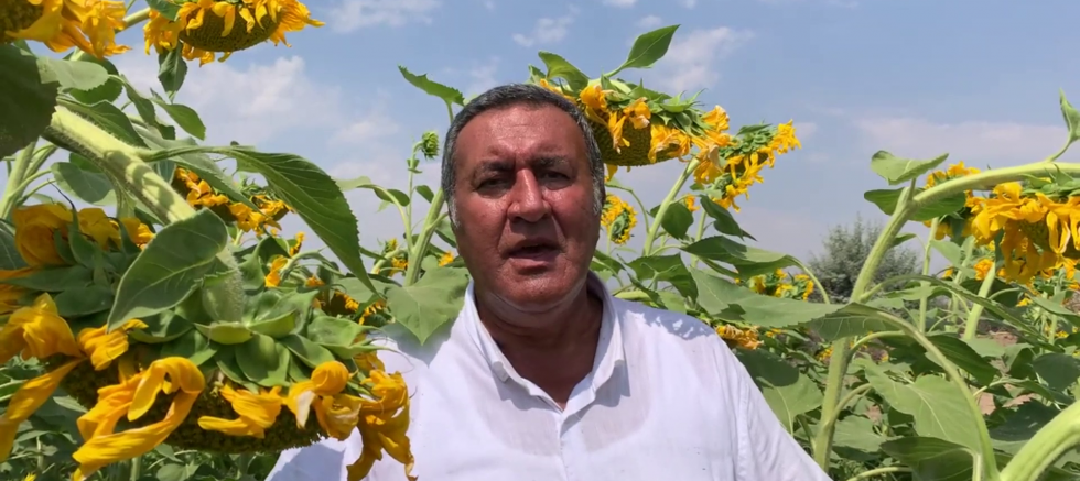 Gürer: “Ayçiçek fiyatı üreticinin beklentisini karşılamadı” – SİYASET – İnternetin Ajansı