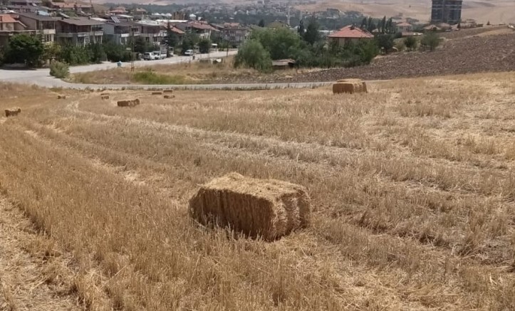 Pursaklar Ekiyor Biçiyor Üretime Can Veriyor – GÜNDEM – İnternetin Ajansı