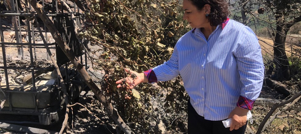 “Seyreltme adı altında orman katliamı mı yaşanıyor?” – SİYASET – İnternetin Ajansı