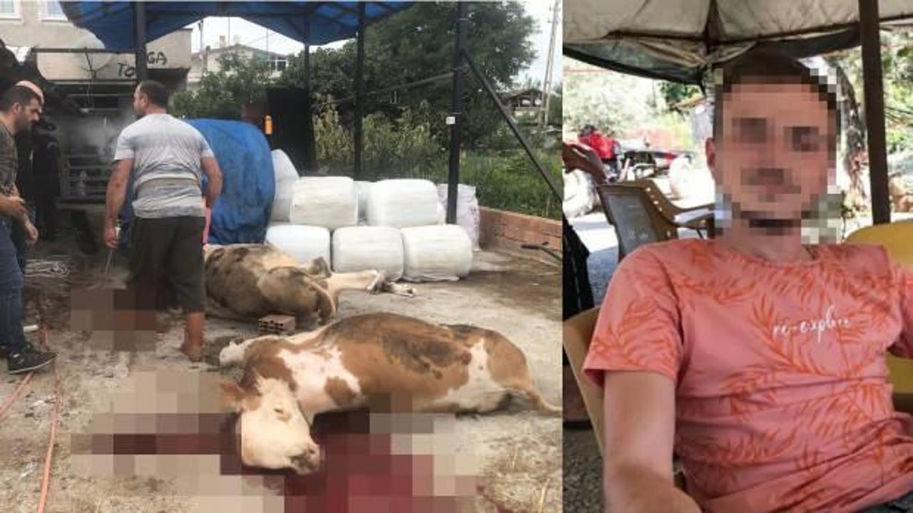 Miras kavgasında hıncını ineklerden aldı! 4 büyükbaşı öldürdü