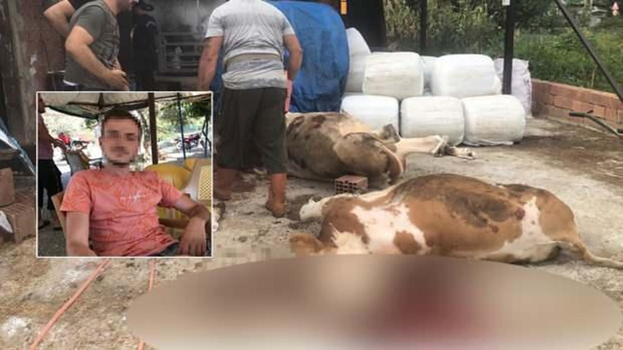 Miras kavgasında vahşet! Kuzeni kaçınca büyükbaş hayvanlarını öldürdü