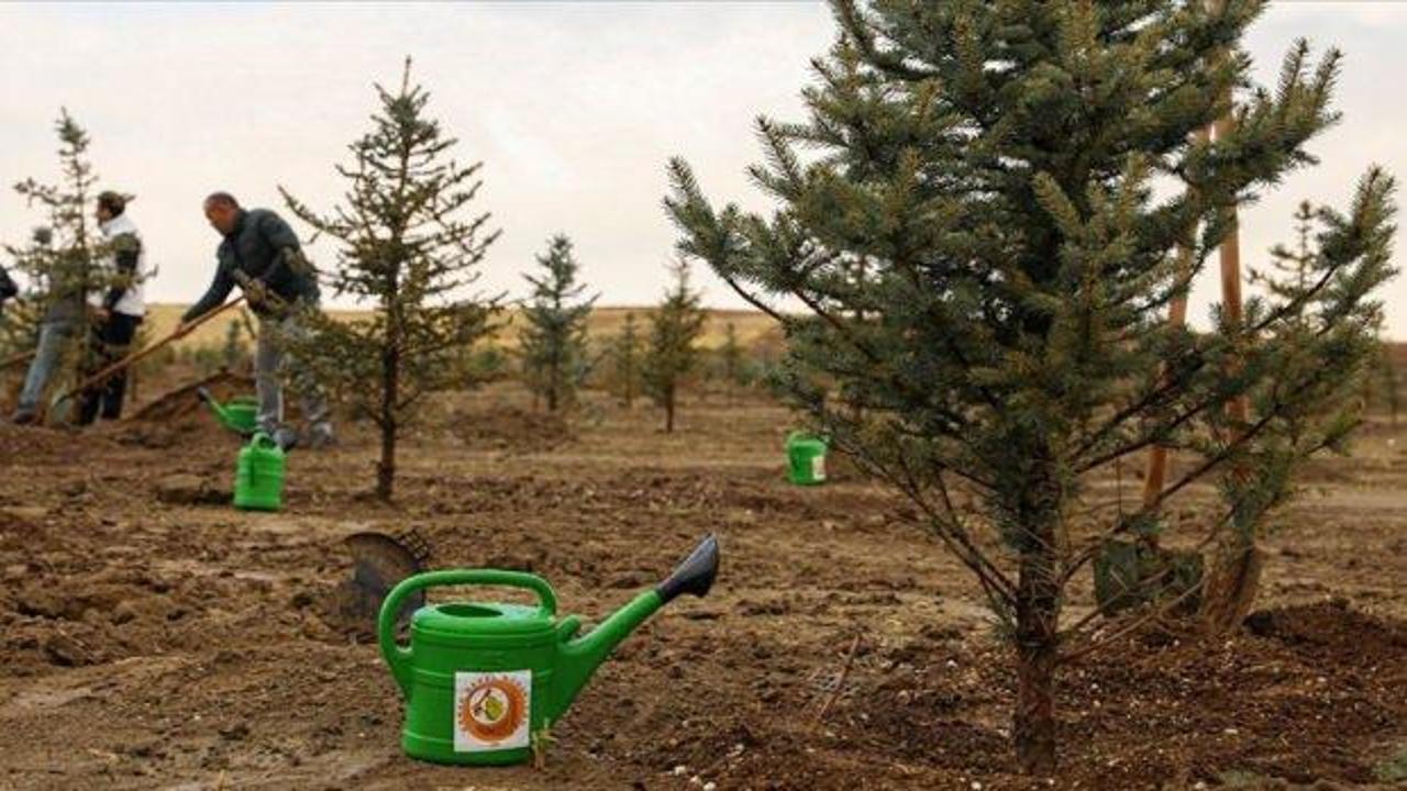 11 Kasım’da 5 milyon 2023 fidan toprakla buluşturulacak