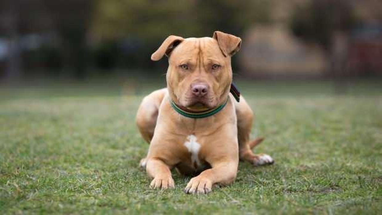 Yukarı Avusturya’da köpek saldırısına uğrayan kadın olay yerinde hayatını kaybetti!