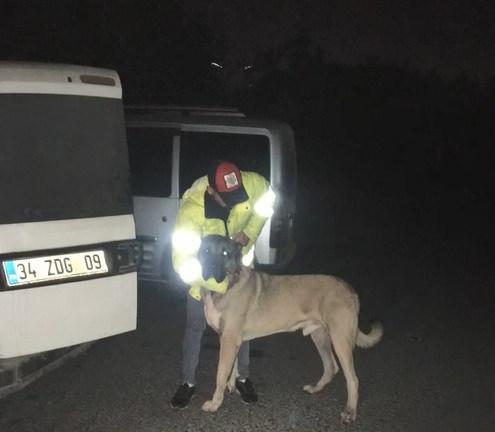 Köpek dövüşü bahisçilerine baskın: 25 gözaltı