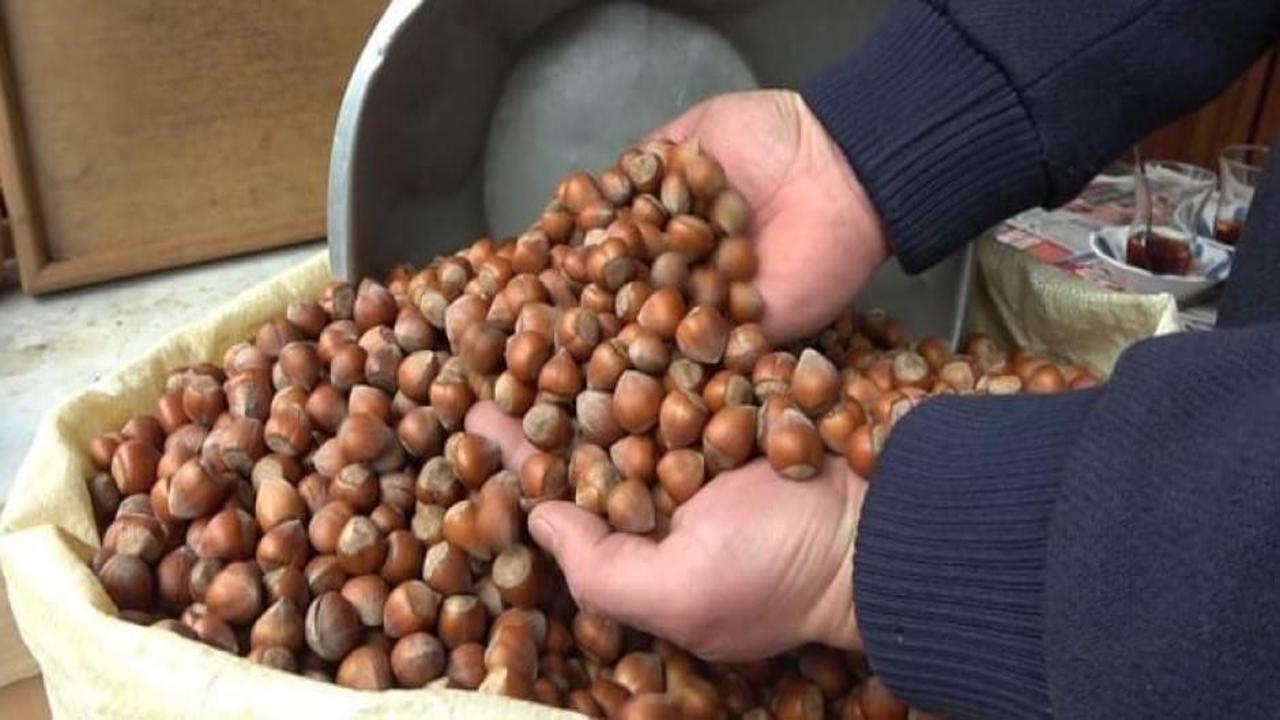 TMO, kabuklu fındık satışı yapmadığını bildirdi