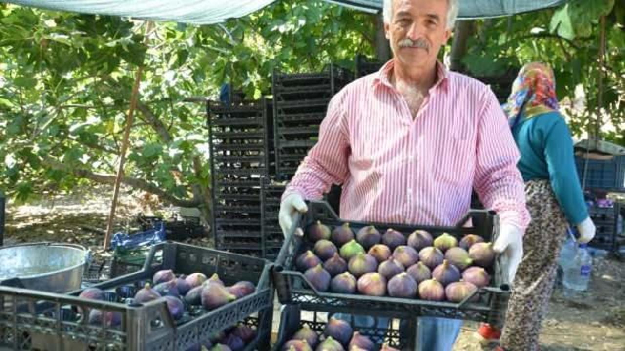 İncirde rekolte düştü, fiyat arttı