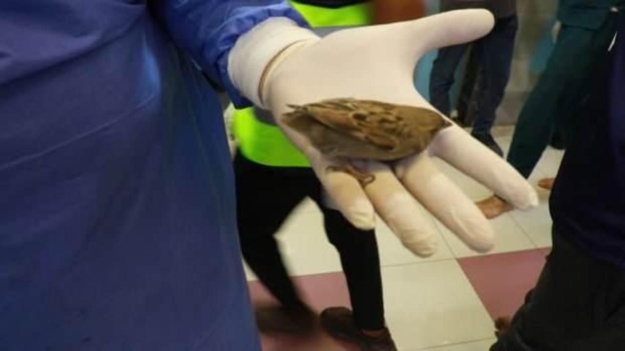 İsrail bombardımanından hayvanlar da nasibini aldı