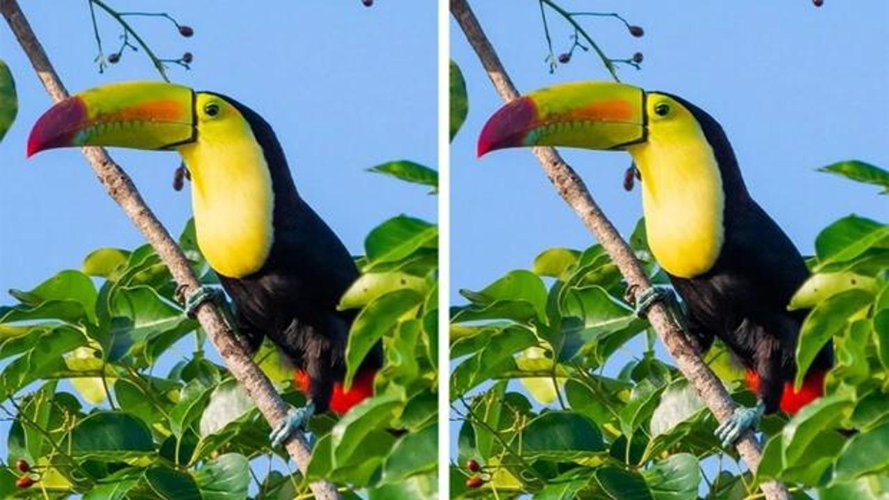 Keskin gözlerinizi kullanın: İki resim arasındaki tek farkı 6 saniye içerisinde bulabilir misin?