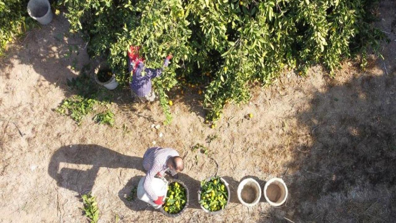 Mandalinada hasat başladı: Bahçede 3, markette 10 lira