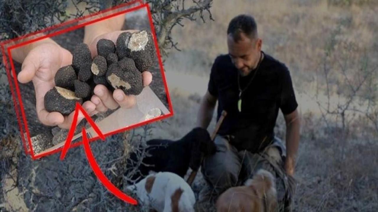 Sadece özel eğitimli köpekler bulabiliyor! Kilosu 3 bin Avro