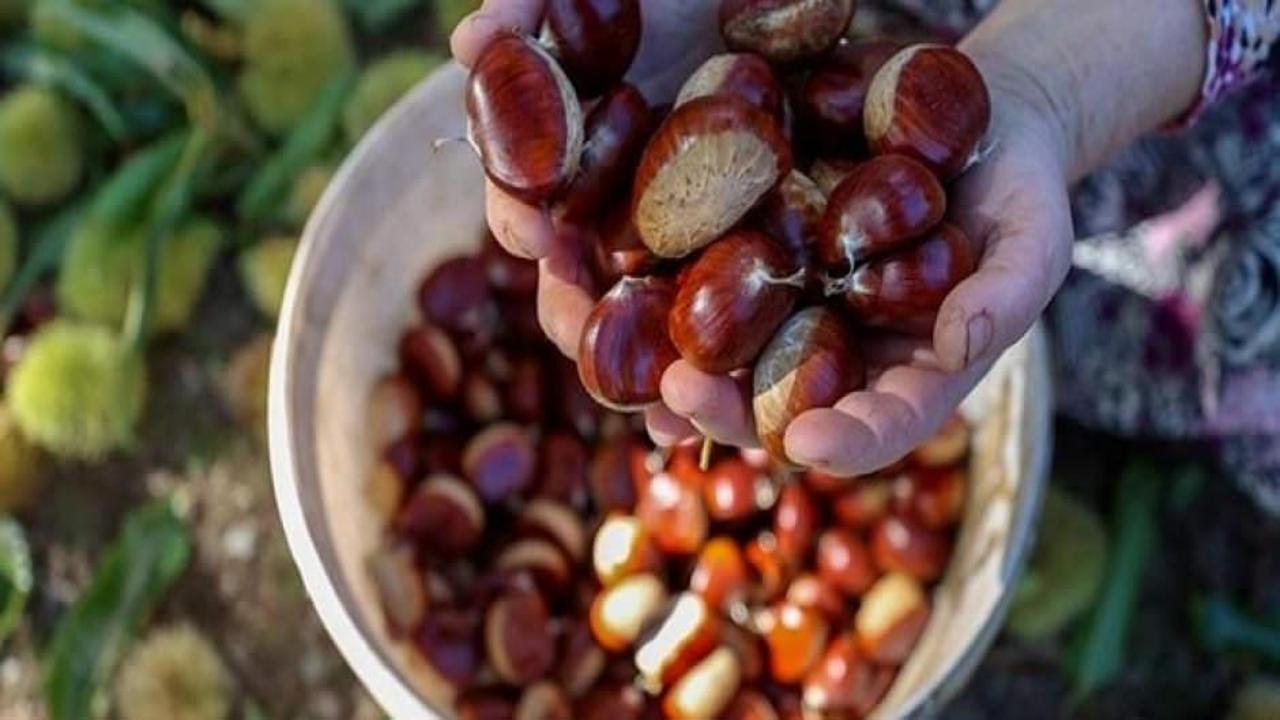 Sezonun ilk kestanesi 350 liradan satıldı