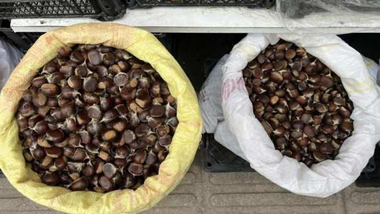 Sinop kestanesi cep yakıyor: Kilosu 300 lira