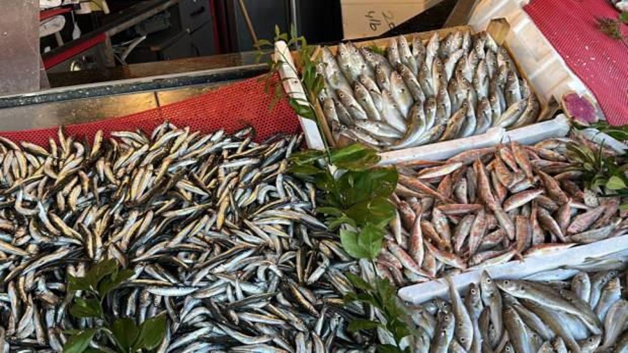 Tezgahlarda hamsi bolluğu