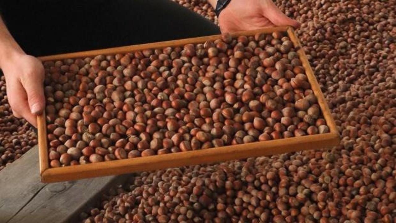 Ticaret borsalarında 19 bin tonun üzerinde fındık satıldı