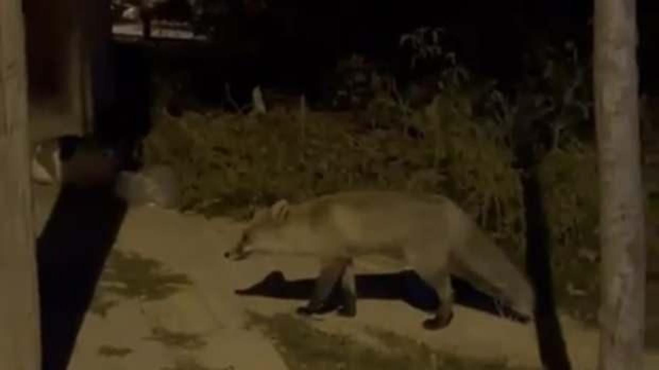 Aç kalan tilki şehir merkezine indi