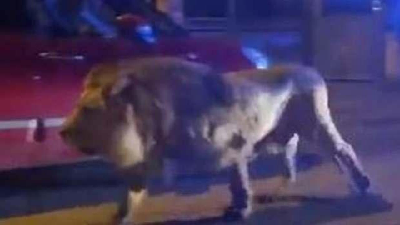 Avrupa’nın göbeğinde sokakta ‘aslan’ paniği!