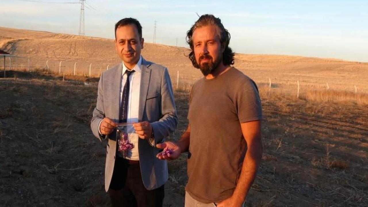 Dünyanın en pahalı baharatının hasadı başladı! Kilosu 600 bin lira