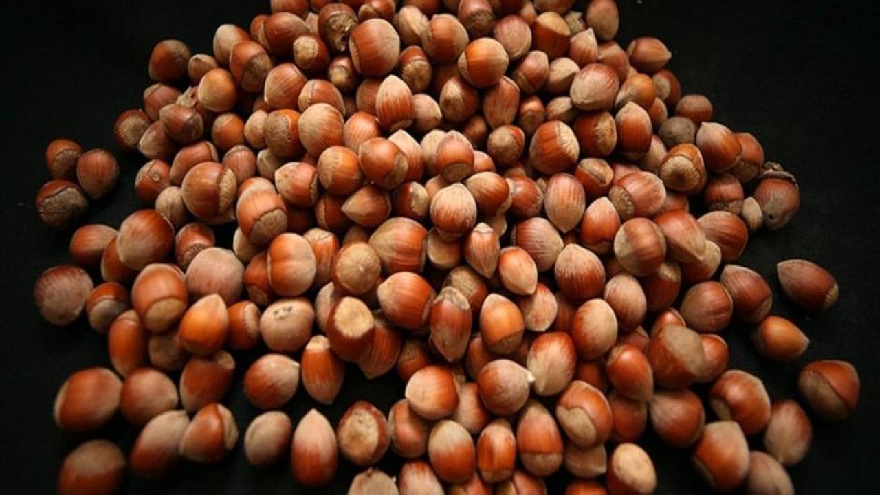 Fındık ihracatı geliri geçen yılı aştı