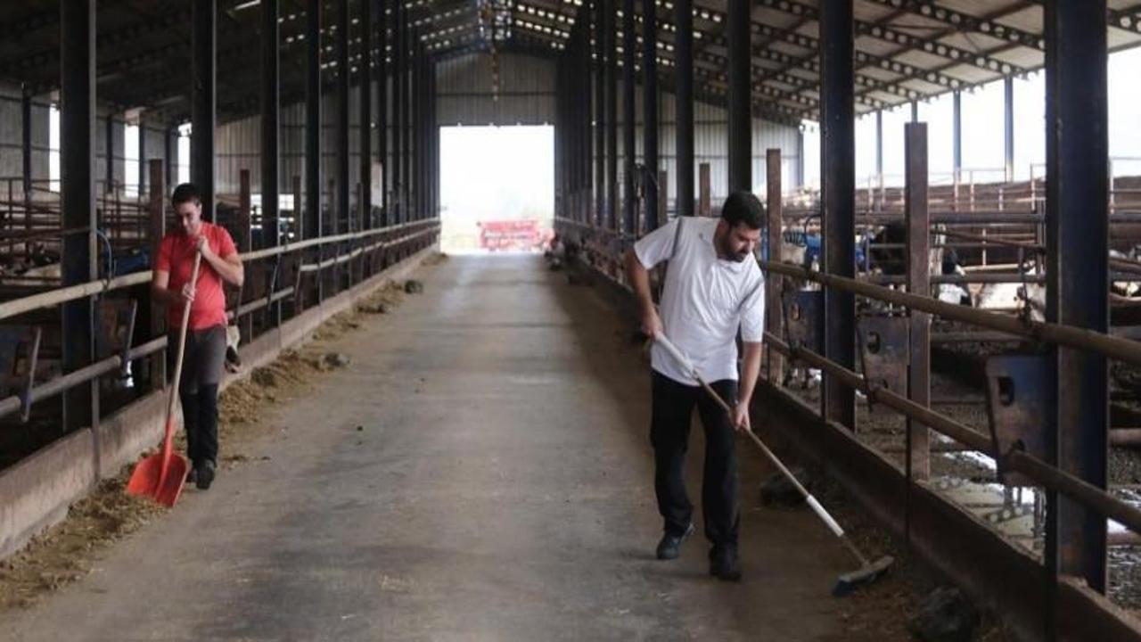 İki kardeş ucuz etin formülünü buldular