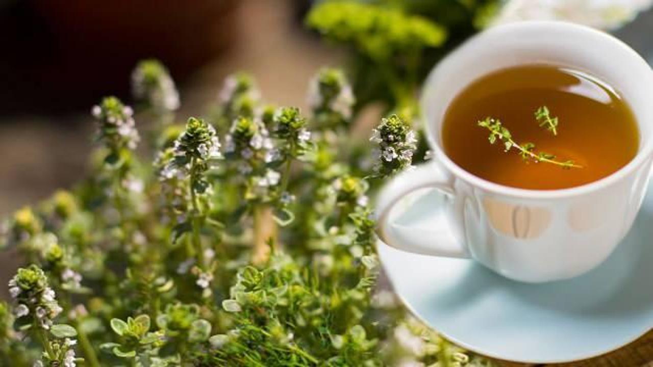 Kekik suyu nasıl kullanılır, faydaları ve zararları nelerdir? Damıtılmış kekik suyu nasıl yapılır?