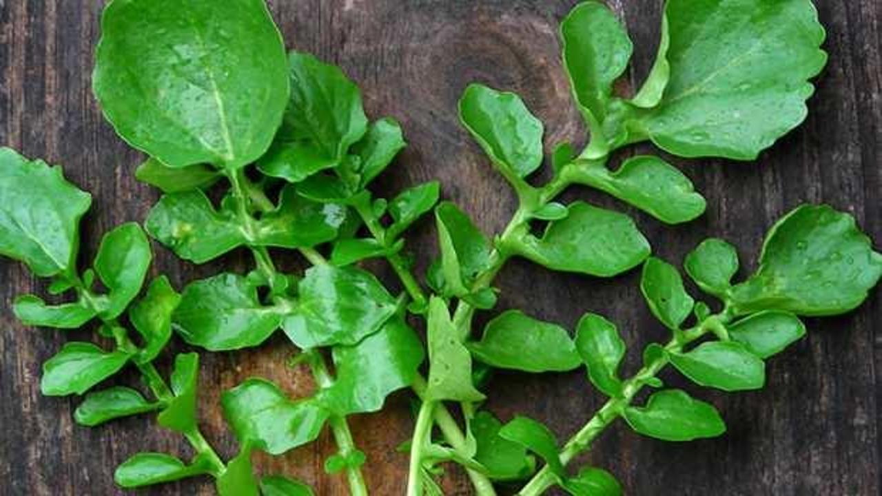 Terenin faydaları nelerdir, nasıl tüketilir? Tere kürü nasıl uygulanır?