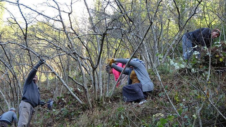 Doğru bakım önemli! Fındıkta verimi 3’e katlıyor