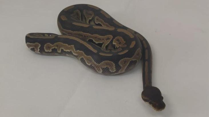 Sosyal medyadan piton satmaya çalıştı! Ekipler harekete geçti