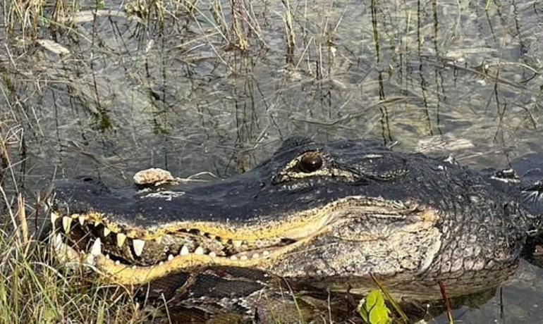 İstilacı pitonu canlı canlı yedi: 'Görüldüğü yerde insanlar tarafından öldürülmeli'