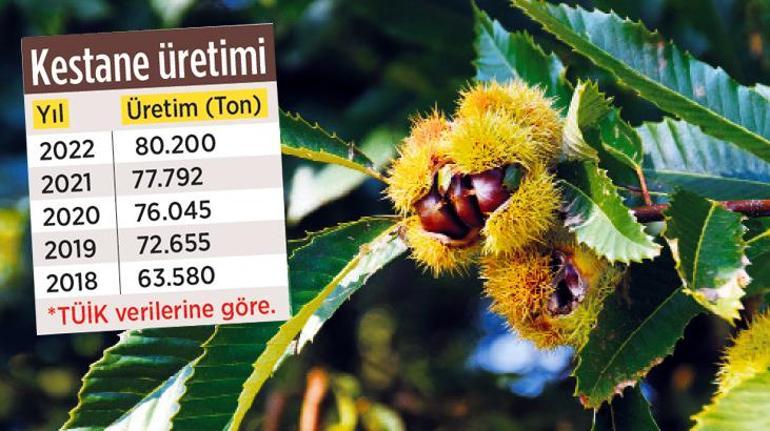 Kestaneyle 'yem'lediler! Alarm verildi: Ayırt etmesi çok zor...