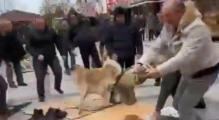 Kavga eden köpekler cemaatin arasını daldı! Saniye saniye kaydedildi