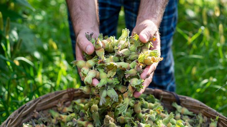 Fındıkta ‘sıcak hava’ tehlikesi