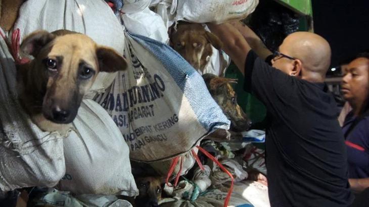 Artık köpek eti yemeyecekler! Ülke tarihe geçen karar, oylamada ret çıkmadı