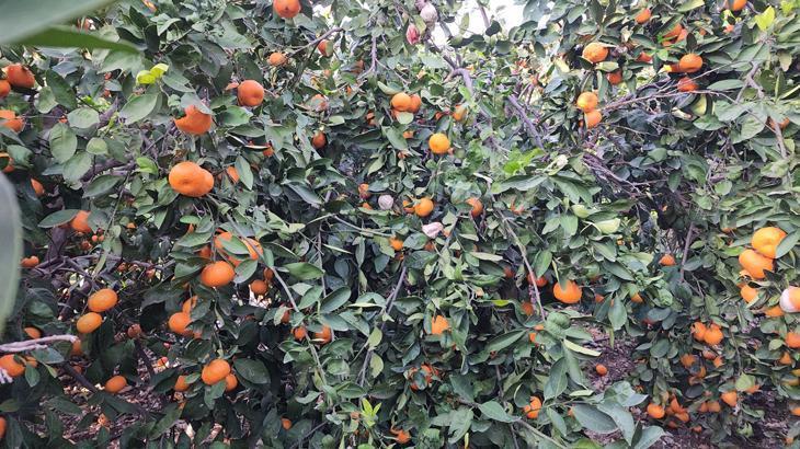 Mandalina dalında çürüyor