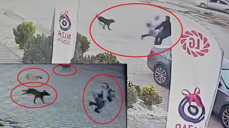 Diyarbakır’da köpeklerin saldırdığı çocuğu esnaf ve otomobil sürücüsü kurtardı