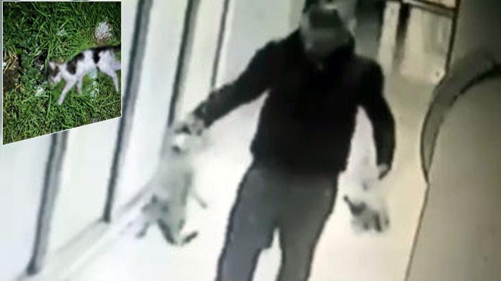 İzmir’de kedi katili yakalandı! Sokaktan topladığı kedileri öldürüp bahçeye atmış