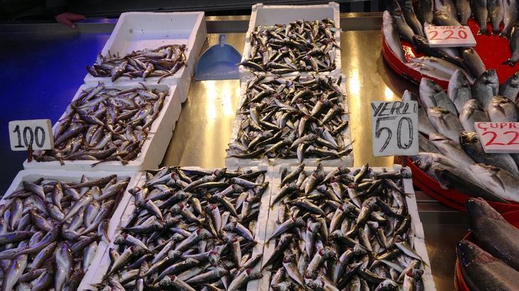 Hamsinin yerini istavrit almaya başladı