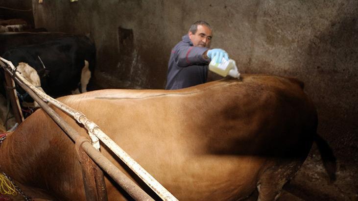 Tokat’ta şap hastalığı! Hayvan pazarları kapatıldı