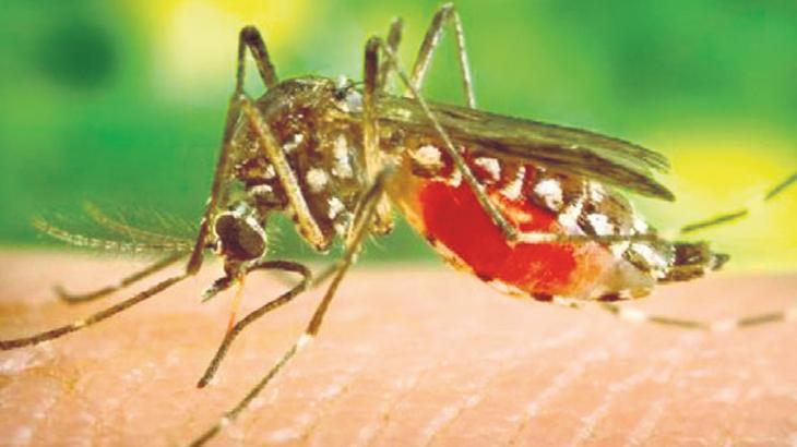 Sivrisinekler bu kış uyumadı