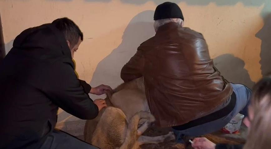 Hayvan zehirlenmelerine ilişkin soruşturma başlatıldı